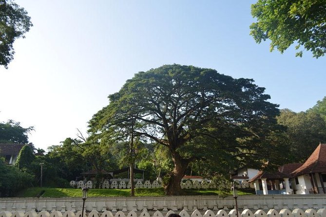 Kandy Full-Day Tour - Why this Colombo to Kandy day trip works