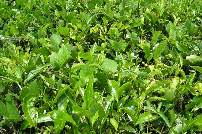 Kandy Full-Day Tour - Tea country around Kadugannawa