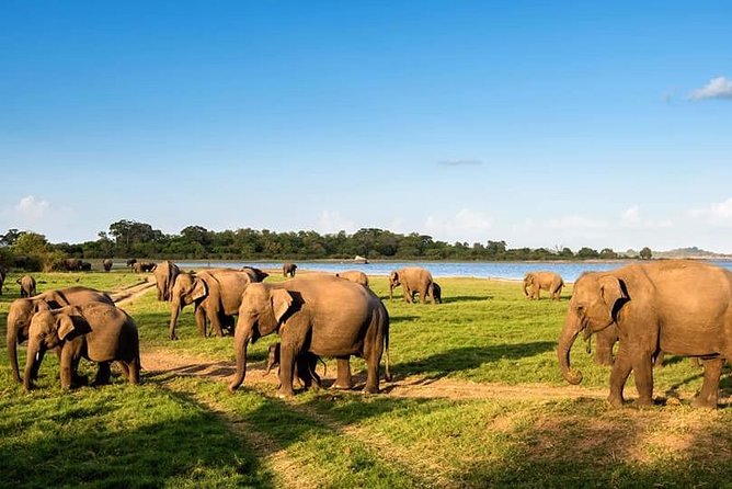 Kandy - Minneriya National park & Sigiriya Rock Fortress - Private Transport - What the private format really gives you