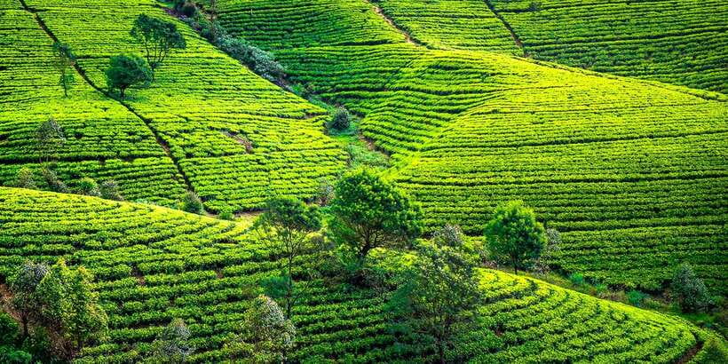Kandy: Nuwara Eliya Day Trip - Tea country, from two leaves and a bud to the factory floor