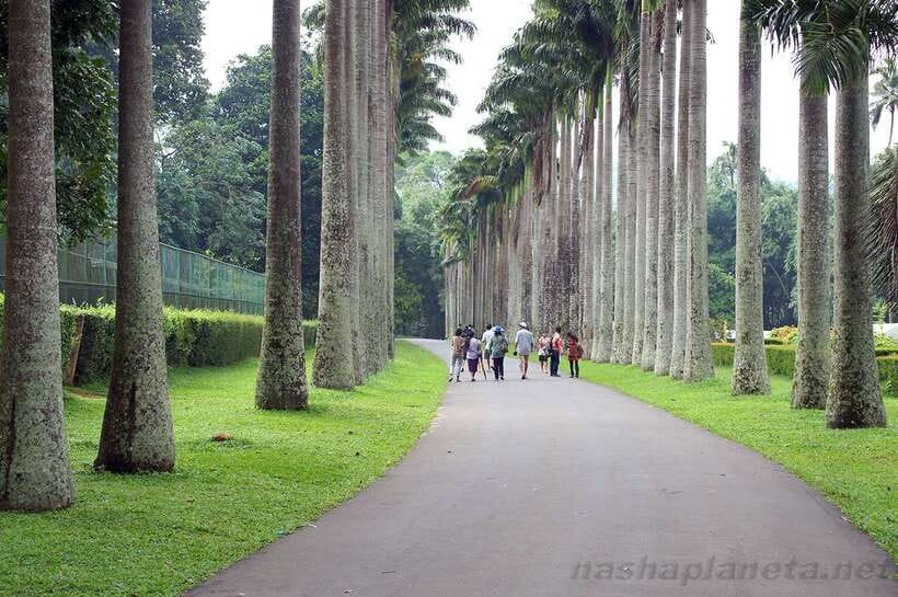 Kandy Private City Tour With Local Guide - Key points to know before you book