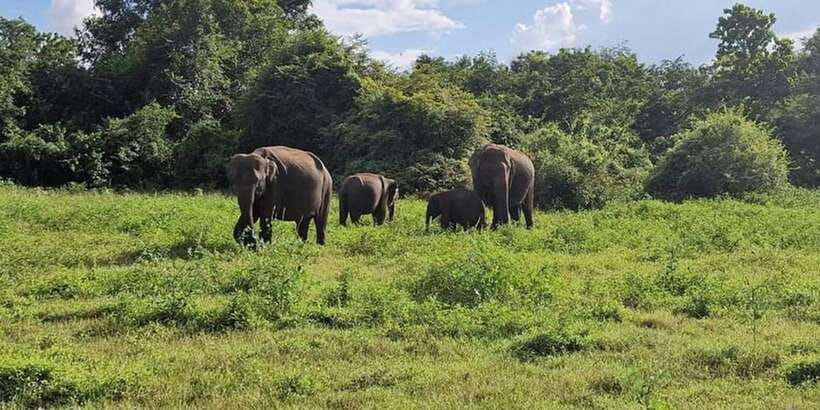 Kandy: Sigiriya, Dambulla & Wildlife Safari Private Tour - A village tour that adds food and farming to the itinerary
