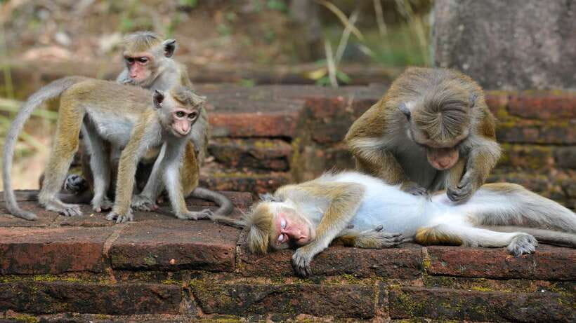 Kandy: Sigiriya Fortress & Cave Temple Full Day Private Tour - What to bring and what to wear