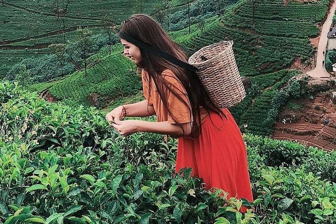 Kandy to Nuwara Eliya Day Tour - Why this route works from Kandy