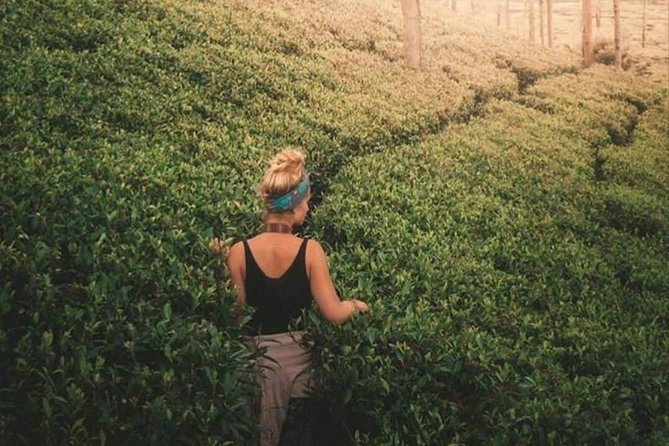 Kandy to Nuwara Eliya Day Tour - The drivers make the private format useful