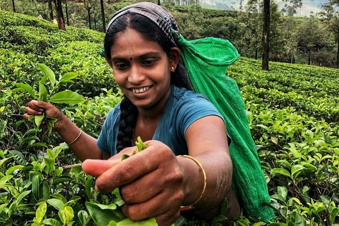 Kandy to Nuwara Eliya Day Tour - Who should book this day tour?