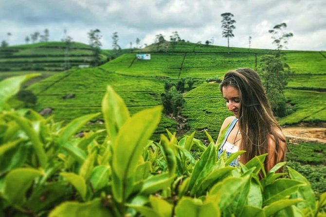 Kandy to Nuwara Eliya Day Tour - The climb into Sri Lanka’s tea country