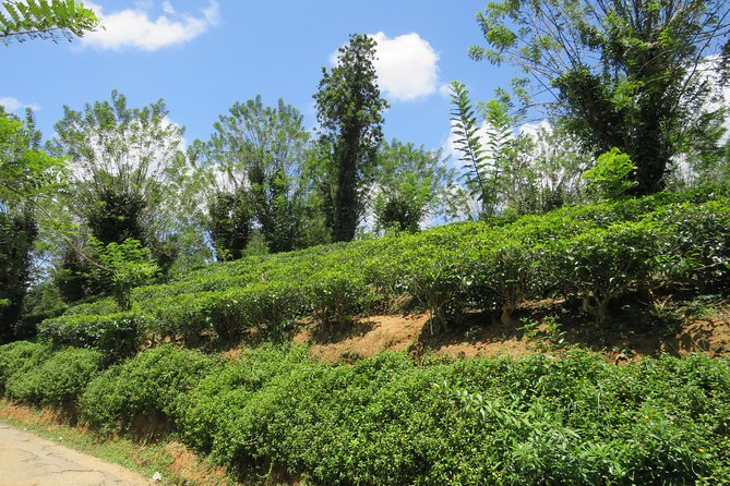 Kandy to Nuwara Eliya Day Trip – Little England & Tea Country - Seeing tea move from leaf to factory