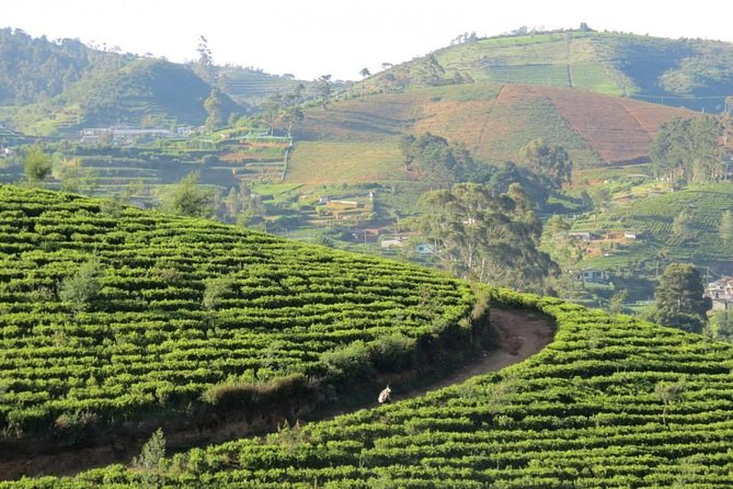 Kandy to Nuwara Eliya Day Trip – Little England & Tea Country - Gregory Lake gives you a calm hour in town