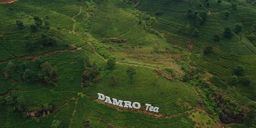 Kandy To Nuwara Eliya Drop Tour - Sri Lanka - Tea plantations and the famous two-leaves-and-a-bud view