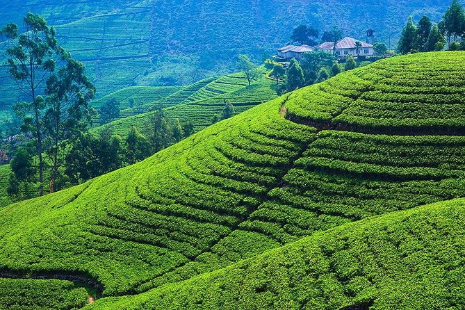Kandy to Nuwara Eliya Private Day Tour - Ambuluwawa Tower saves the biggest view for last
