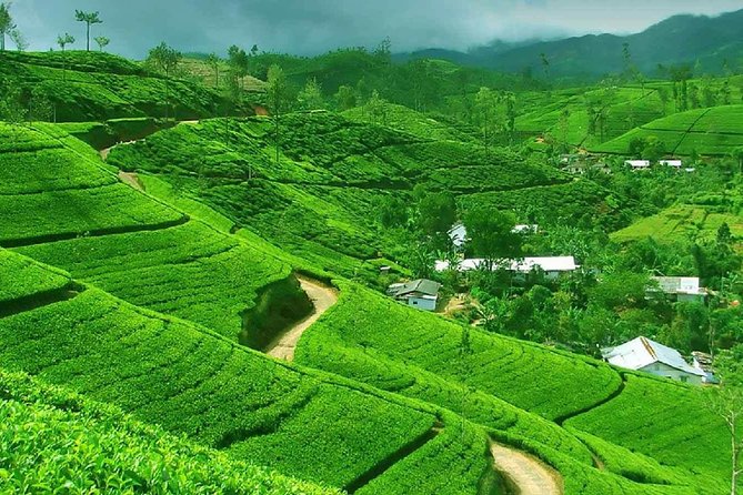 Kandy to Nuwara Eliya Private Day Tour - Damro Labookellie shows how tea reaches your cup