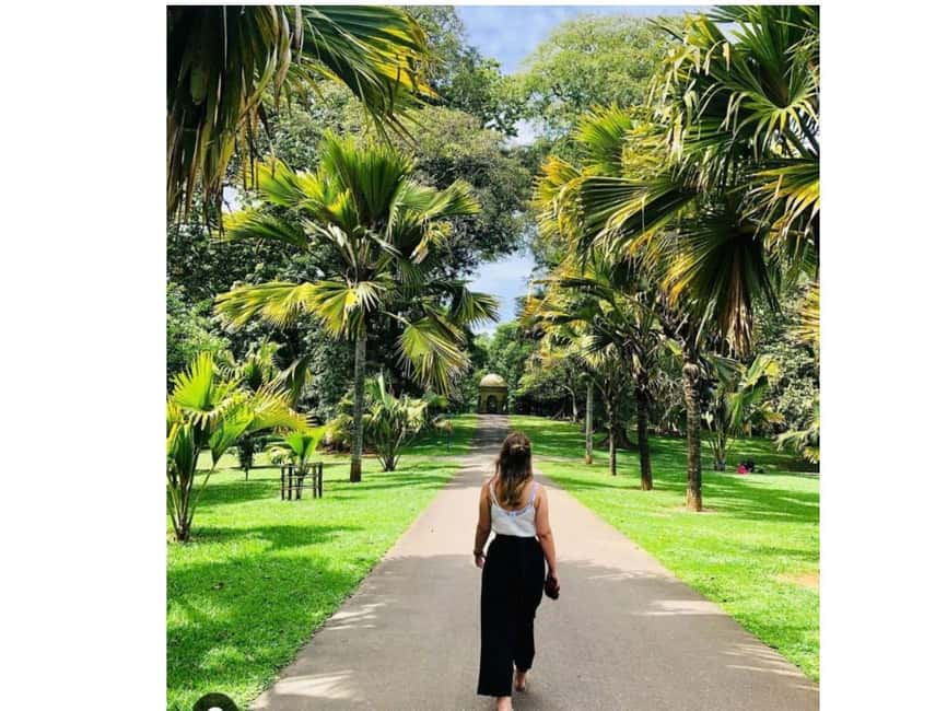 Kandy to Pinnawala Orphanage and Ambuluwawa Guided Day Tours - New Giragama Tea Factory and a cup of Ceylon tea
