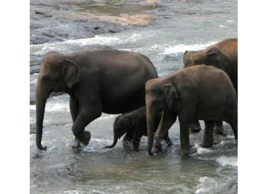 Kandy to Pinnawala Orphanage and Ambuluwawa Guided Day Tours - Wood carving, cinnamon, and Ayurvedic stops