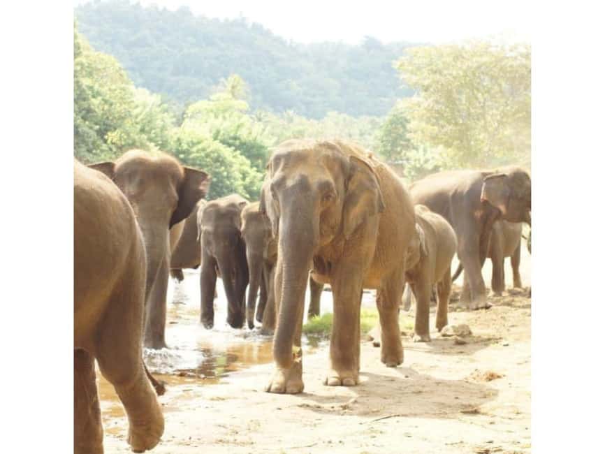 Kandy to Pinnawala Orphanage and Ambuluwawa Guided Day Tours - River views and the city’s best lookout points