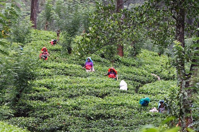 kandy waterfalls day tour - Key points to know before booking