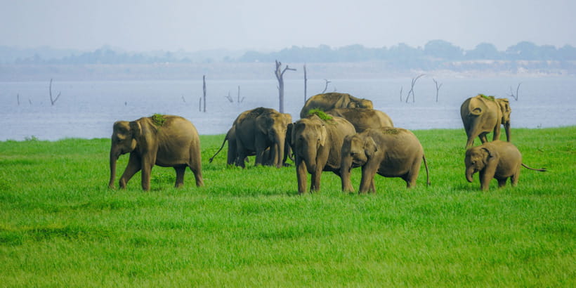 Kaudulla National Park Half Day Sri Lanka Jeep Safari - Key points to know before booking