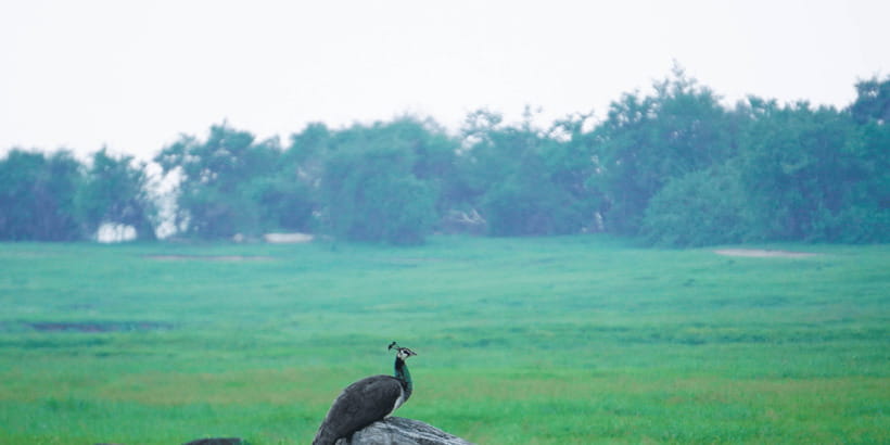 Kaudulla National Park Half Day Sri Lanka Jeep Safari - Should you book Kaudulla National Park Safari?