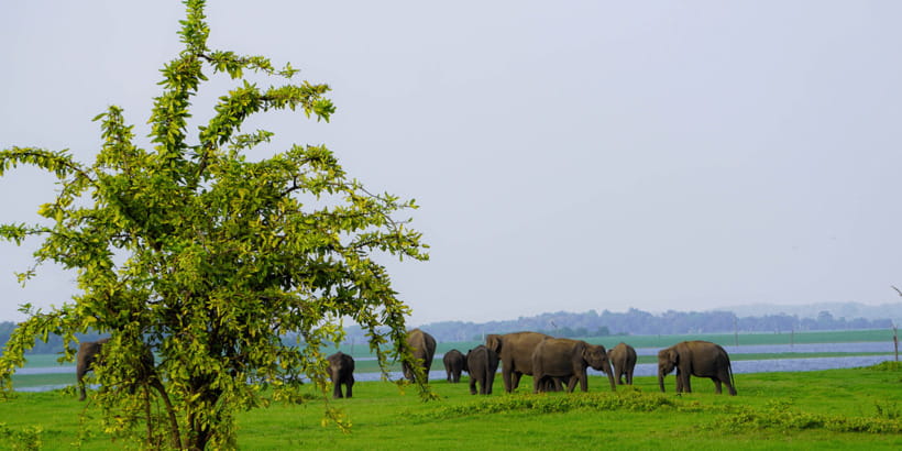 Kaudulla National Park Half Day Sri Lanka Jeep Safari - The elephant gathering at Kaudulla Tank