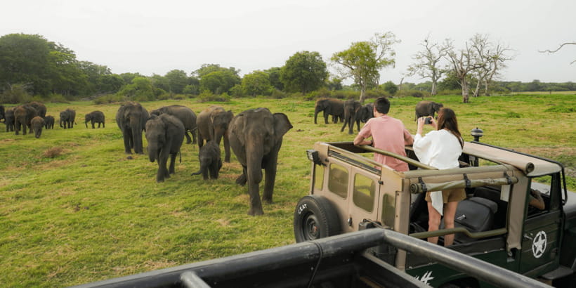Kaudulla National Park Half Day Sri Lanka Jeep Safari - Three hours on the game drive