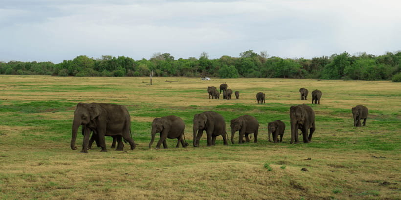 Kaudulla National Park Half Day Sri Lanka Jeep Safari - Why the private format is useful