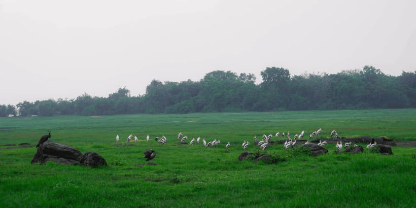 Kaudulla National Park Half Day Sri Lanka Jeep Safari - The real price: $39 plus the park fee
