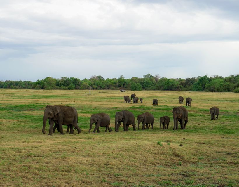Kaudulla National Park Half Day Sri Lanka Jeep Safari - Choosing the right guide and timing
