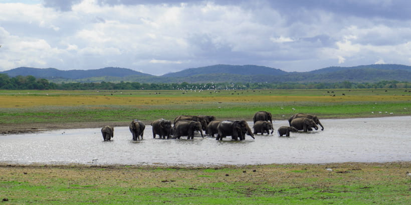 Kaudulla National Park Half Day Sri Lanka Jeep Safari - What to pack for an open-top jeep