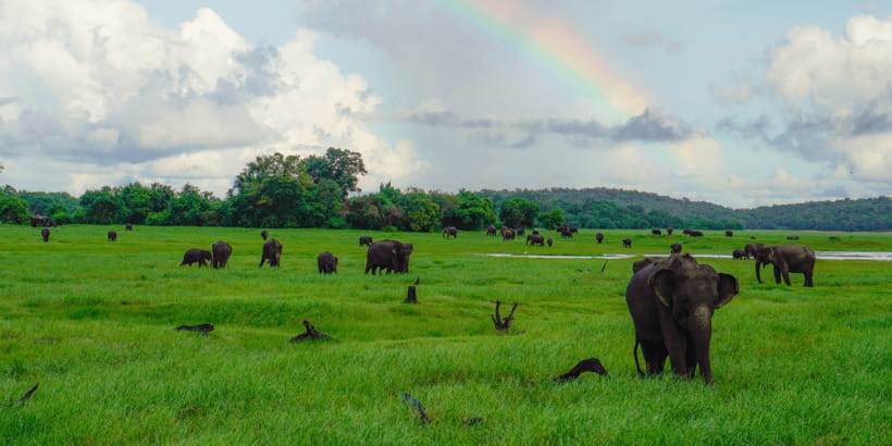 Kaudulla National Park Half Day Sri Lanka Jeep Safari - Who will enjoy this safari most?