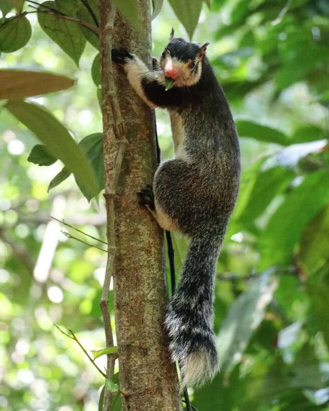 Kaudulla National Park Private Elephant & Wildlife Safari - Key points to know before booking