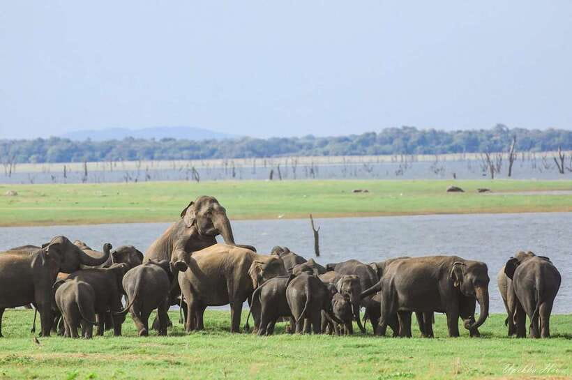 Kaudulla National Park Private Elephant & Wildlife Safari - Birds, deer, and smaller sightings