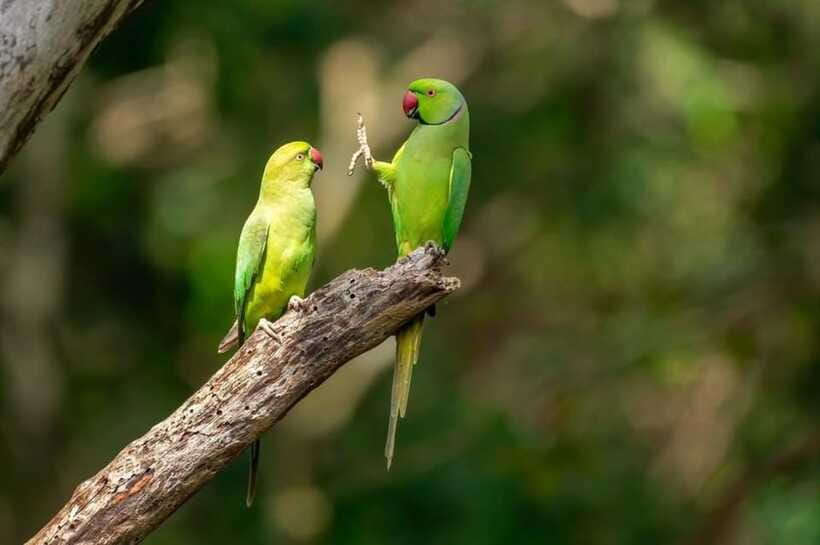 Kaudulla National Park Private Elephant & Wildlife Safari - Guides who put animal behavior first