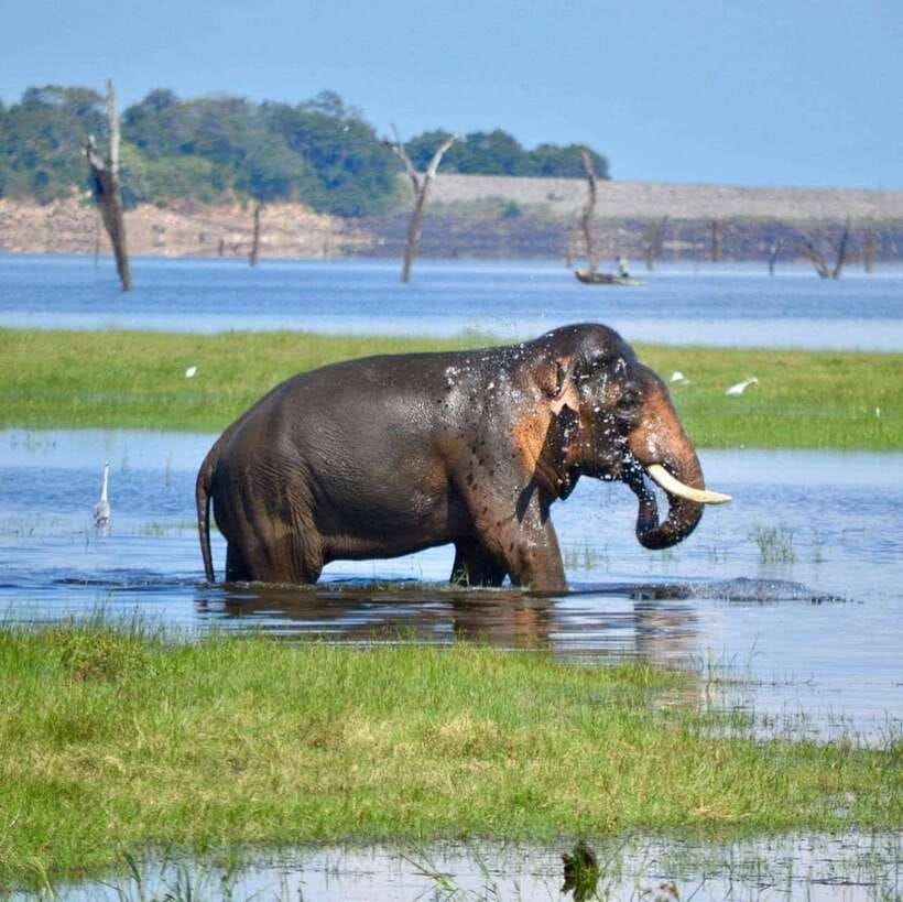 Kaudulla National Park Private Elephant & Wildlife Safari - What the $32 price really covers