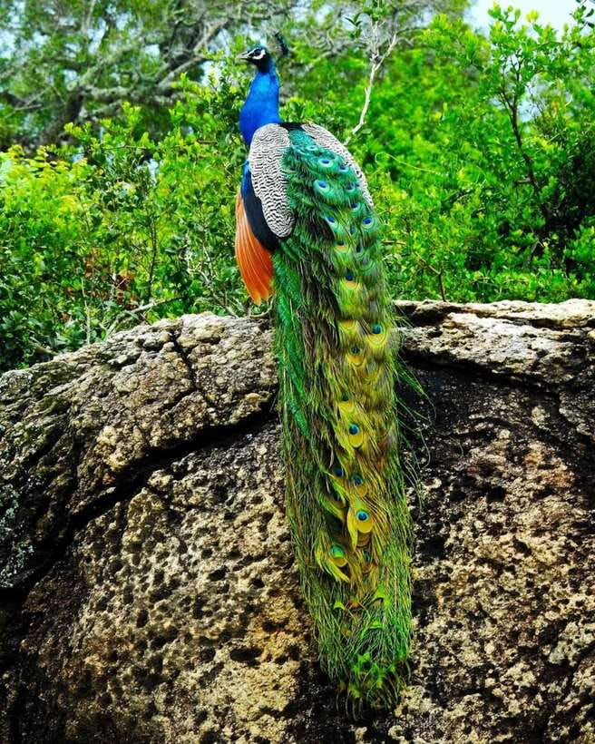 Kaudulla National Park Private Elephant & Wildlife Safari - Rain, park changes, and realistic expectations