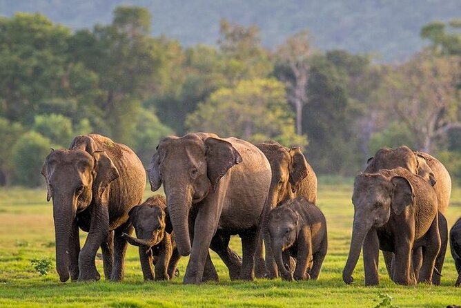 Kaudulla National Park Safari | Jeep with Tickets - Key points to know before booking