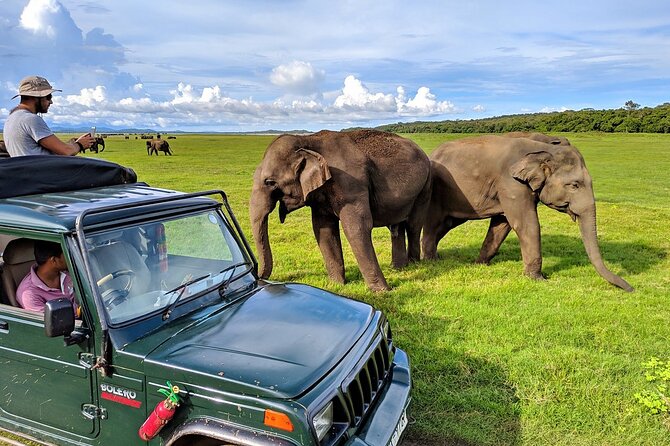 Kaudulla National Park Safari | Jeep with Tickets - Why Kaudulla is a strong elephant choice