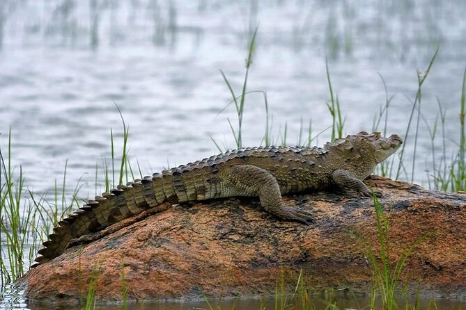 Kaudulla National Park Safari | Jeep with Tickets - The driver-tracker makes a real difference