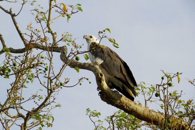 Kaudulla National Park Safari | Jeep with Tickets - Who will get the most from this safari