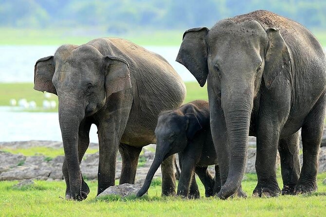 Kaudulla National Park Safari | Jeep with Tickets - The reservoir, grasslands, and elephant sightings