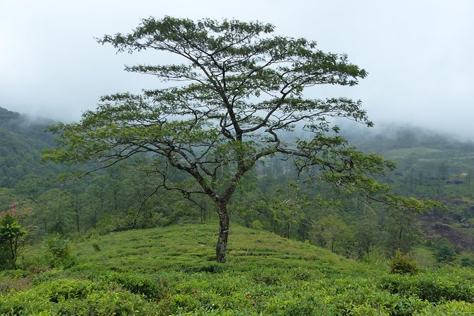 Knuckles Leopard trail Trek from Kandy - The downhill return and what it means for your legs