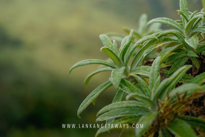 Knuckles Mountain Hiking - Who should book this Knuckles outing?