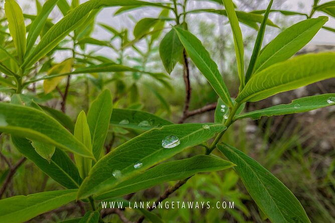 Knuckles Mountain Hiking - From Kandy to tea fields and open valley views