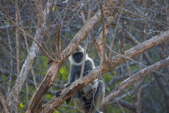 Kumana National Park Half Day Jeep Safari - What the private format means in practice
