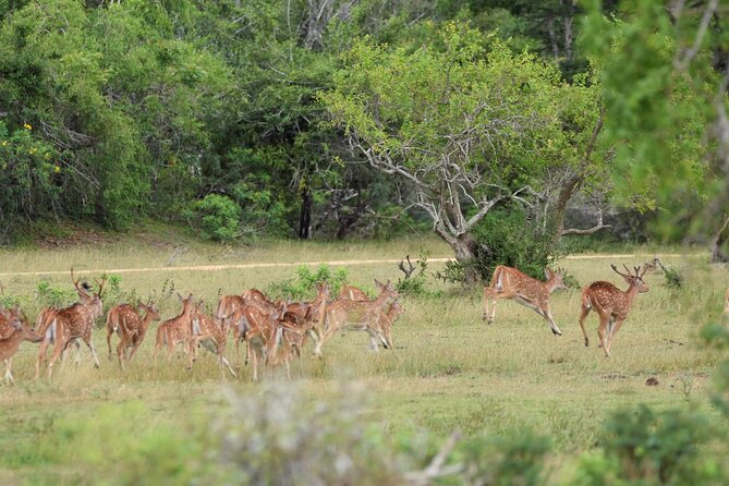 Kumana National Park Half Day Jeep Safari - Is $94 per person fair value?