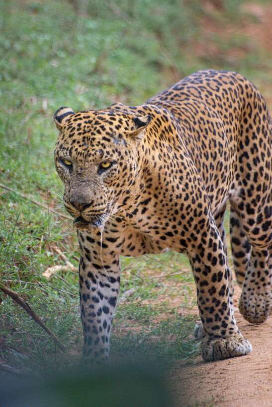 Kumana National Park : Morning or Afternoon Safari Tour - Kumana’s bird country and wild eastern setting