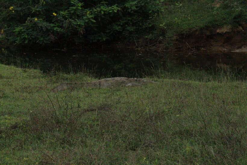 Kumana National Park : Morning or Afternoon Safari Tour - Who will enjoy this Kumana safari most?