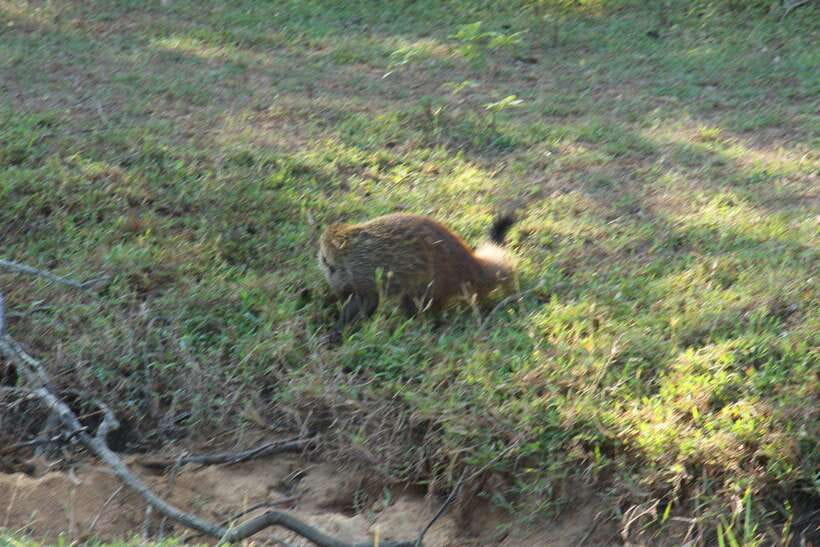 Kumana National Park : Morning or Afternoon Safari Tour - Pickup from Arugam Bay, Pottuvil, or Panama