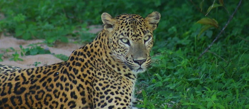 Kumana National Park : Morning or Afternoon Safari Tour - The 4x4 jeep: space versus ride comfort