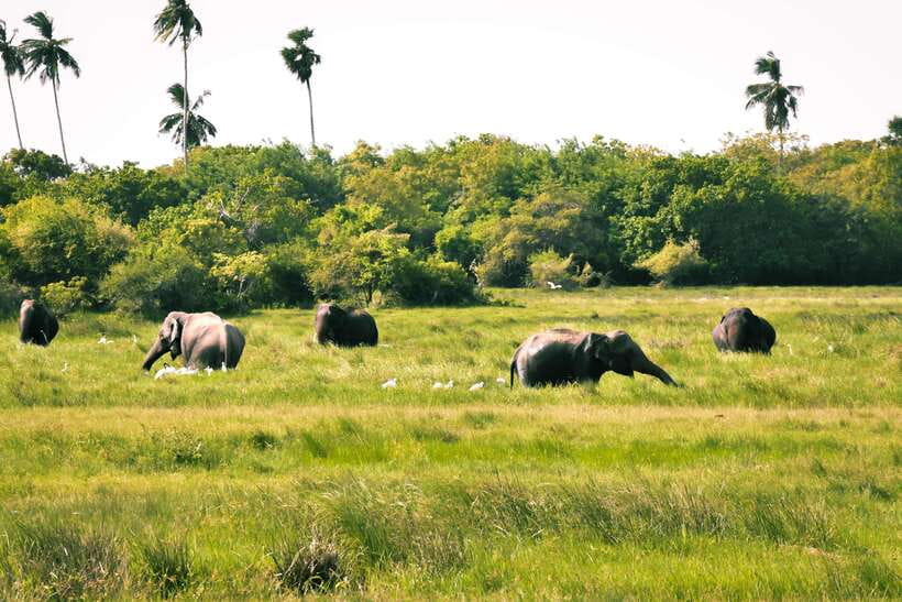 Kumana National Park : Private Half-Day Jeep Safari - Key points at a glance