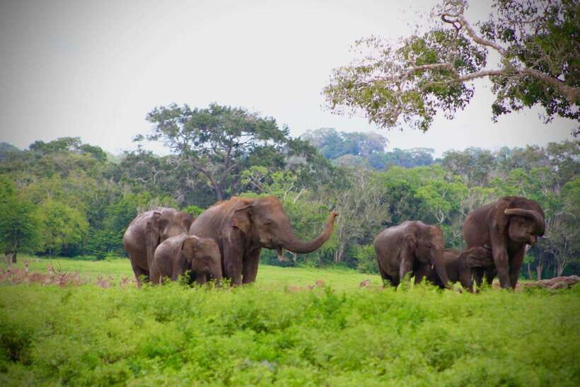 Kumana National Park : Private Half-Day Jeep Safari - Booking details that matter